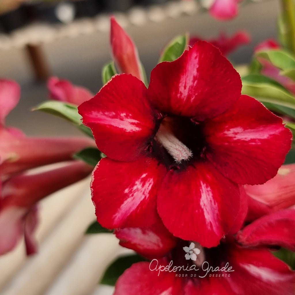 RD FLOR VERMELHA DE OLHOS NEGROS, SINGELA - Apolonia Grade