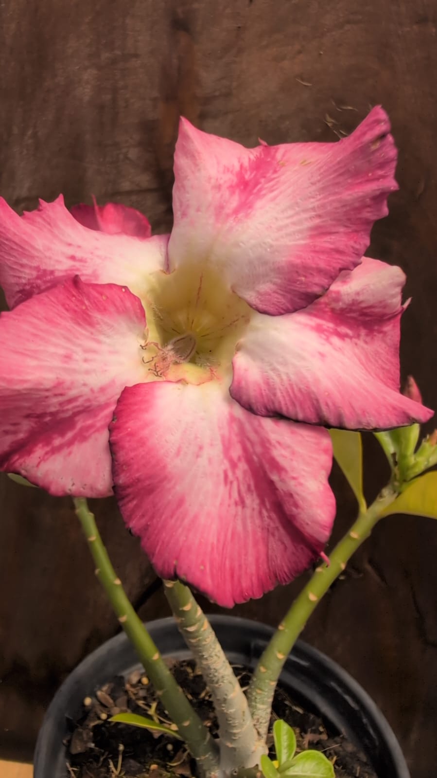 ROSA DO DESERTO 32 - Apolonia Grade