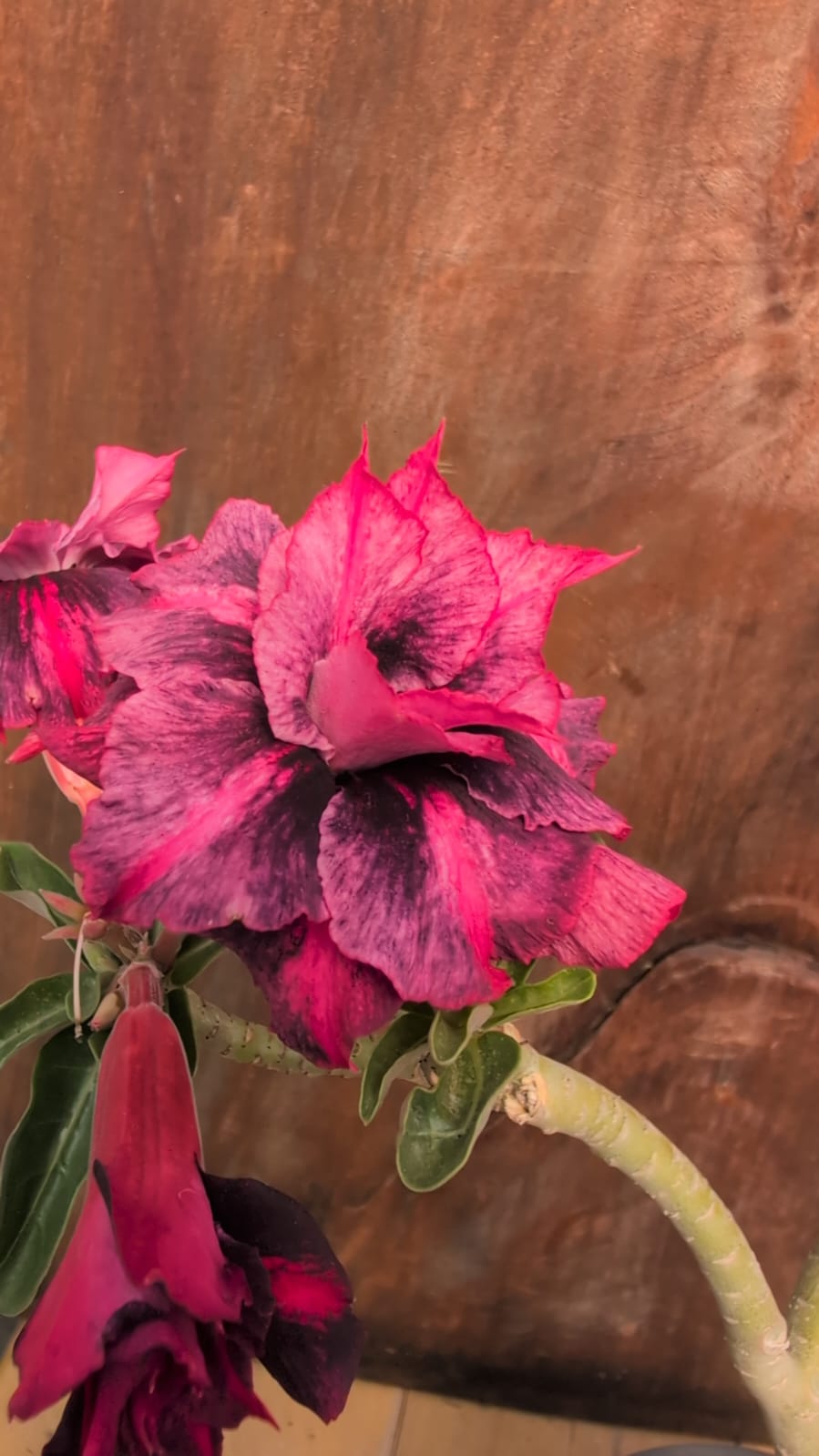 ROSA DO DESERTO 99 - FLORENT - Apolonia Grade