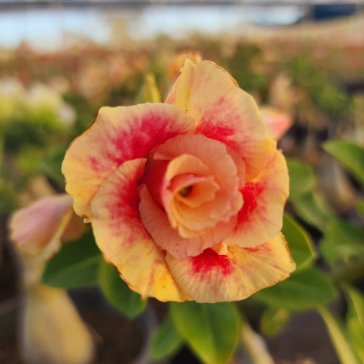 ROSA DO DESERTO ALAMANDA | DOBRADA - Apolonia Grade