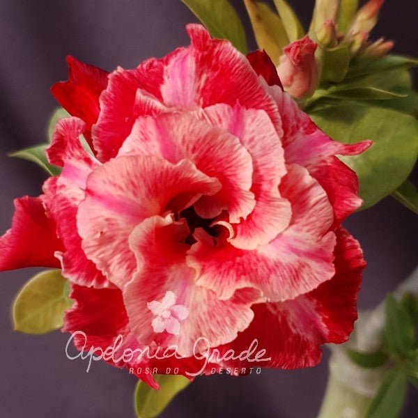 ROSA DO DESERTO ALAMOS | MULTIPÉTALAS - Apolonia Grade