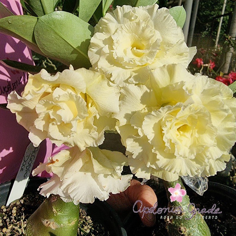 ROSA DO DESERTO ALGODÃO DOCE | MULTIPÉTALAS - Apolonia Grade