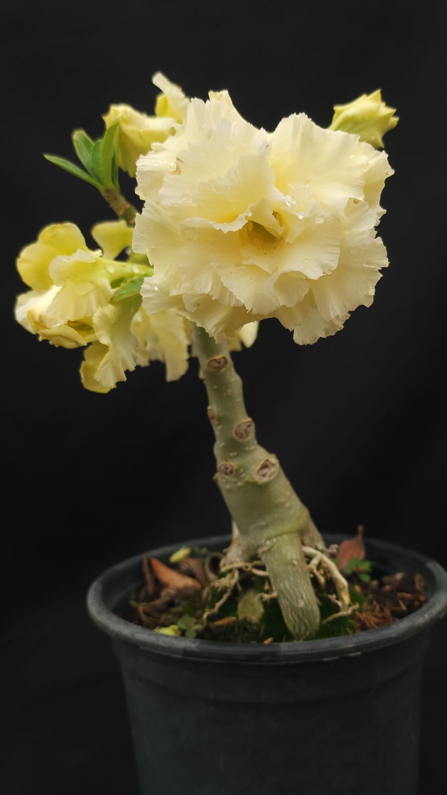 ROSA DO DESERTO ALGODÃO DOCE | MULTIPÉTALAS - Apolonia Grade
