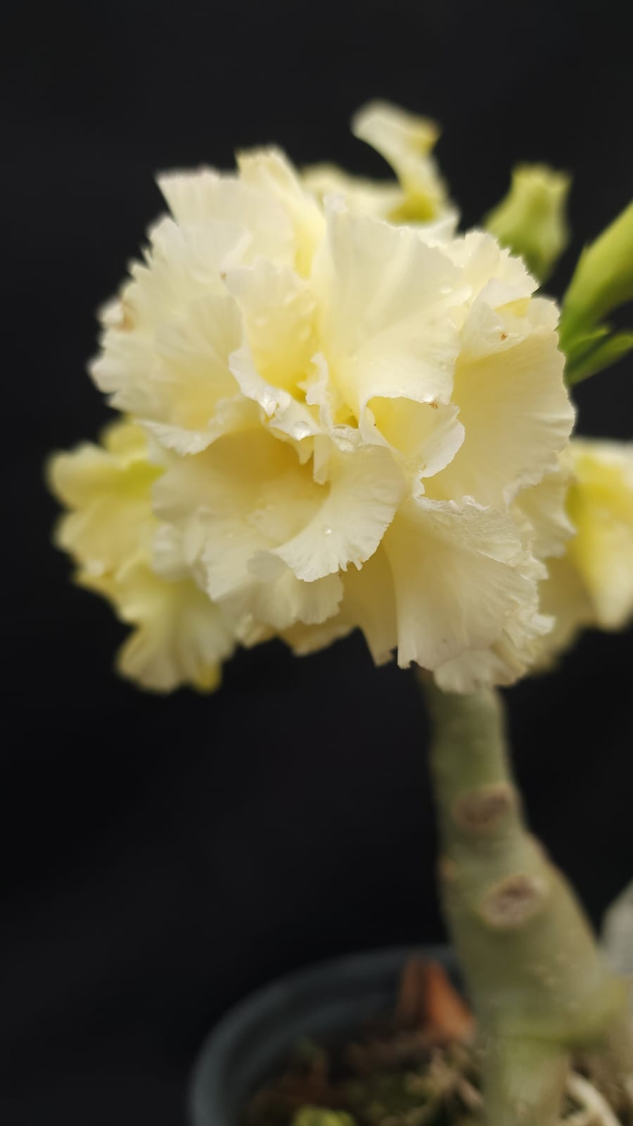 ROSA DO DESERTO ALGODÃO DOCE | MULTIPÉTALAS - Apolonia Grade