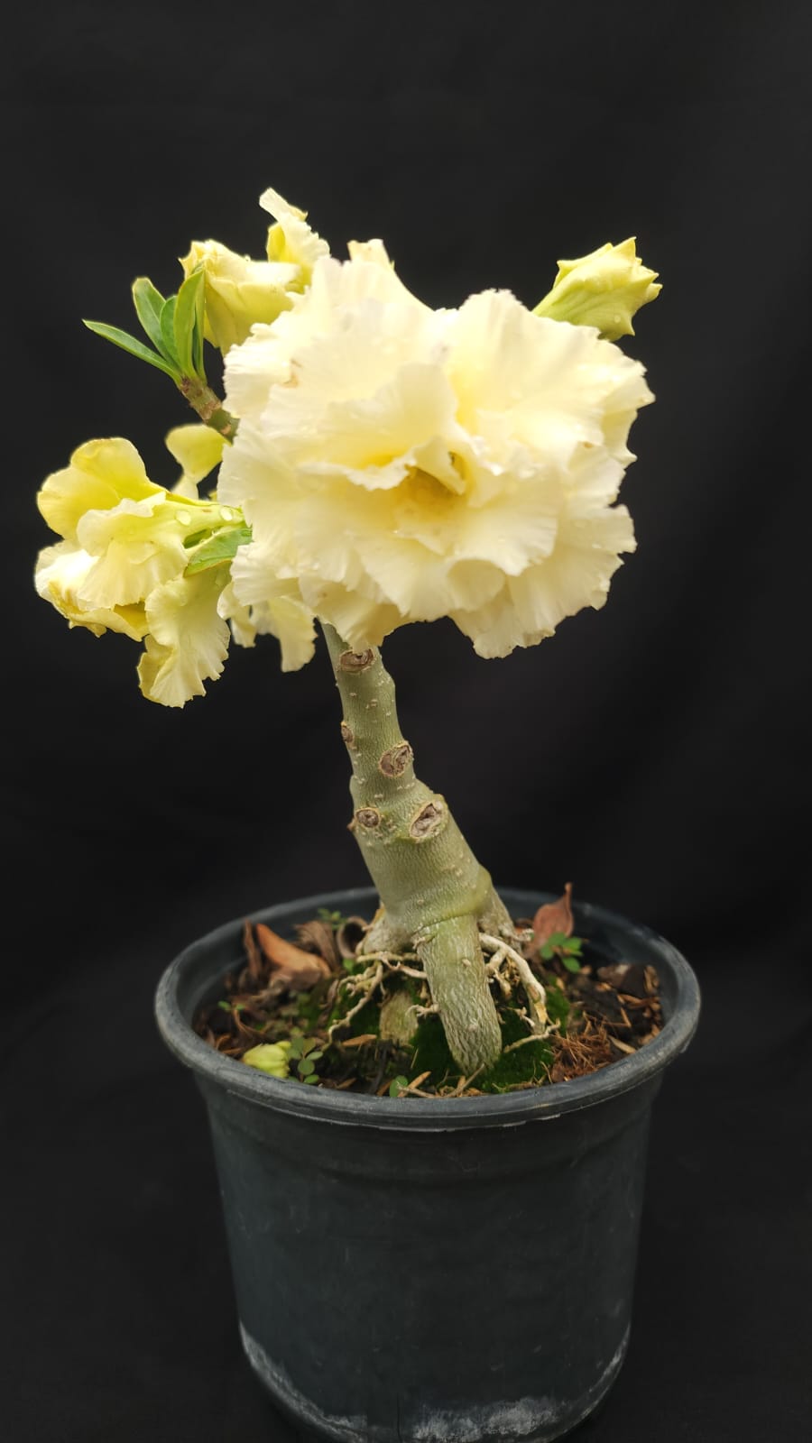 ROSA DO DESERTO ALGODÃO DOCE | MULTIPÉTALAS - Apolonia Grade