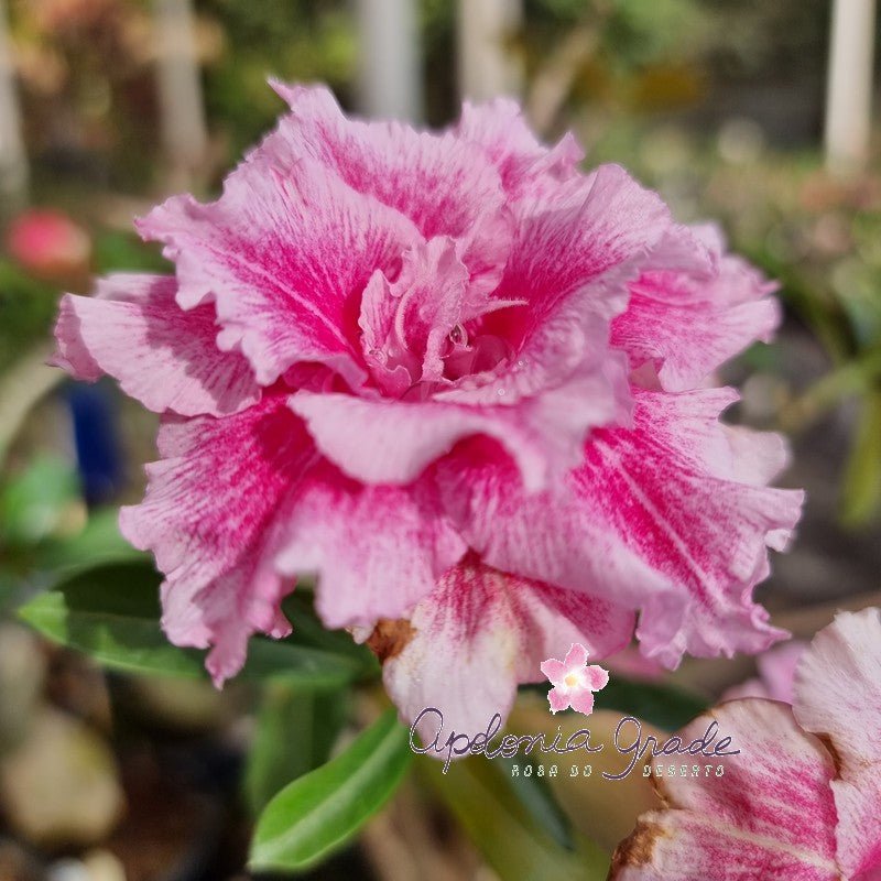ROSA DO DESERTO ALPES | PERFUMADA | MULTIPETALAS - Apolonia Grade
