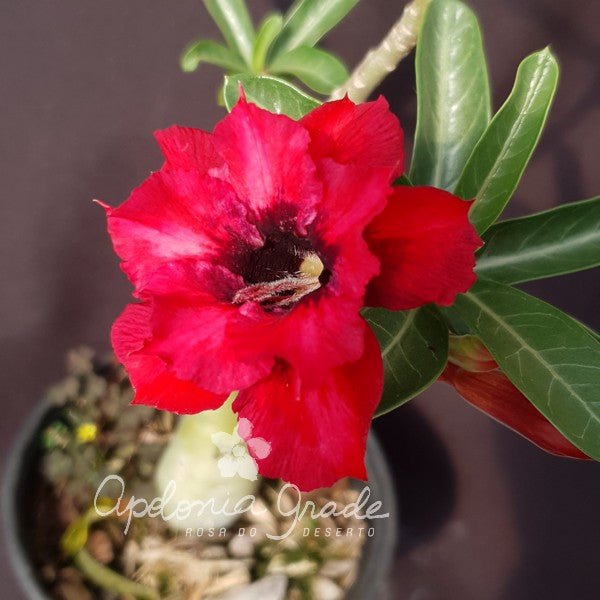 ROSA DO DESERTO BICO PRETO | DOBRADA - Apolonia Grade