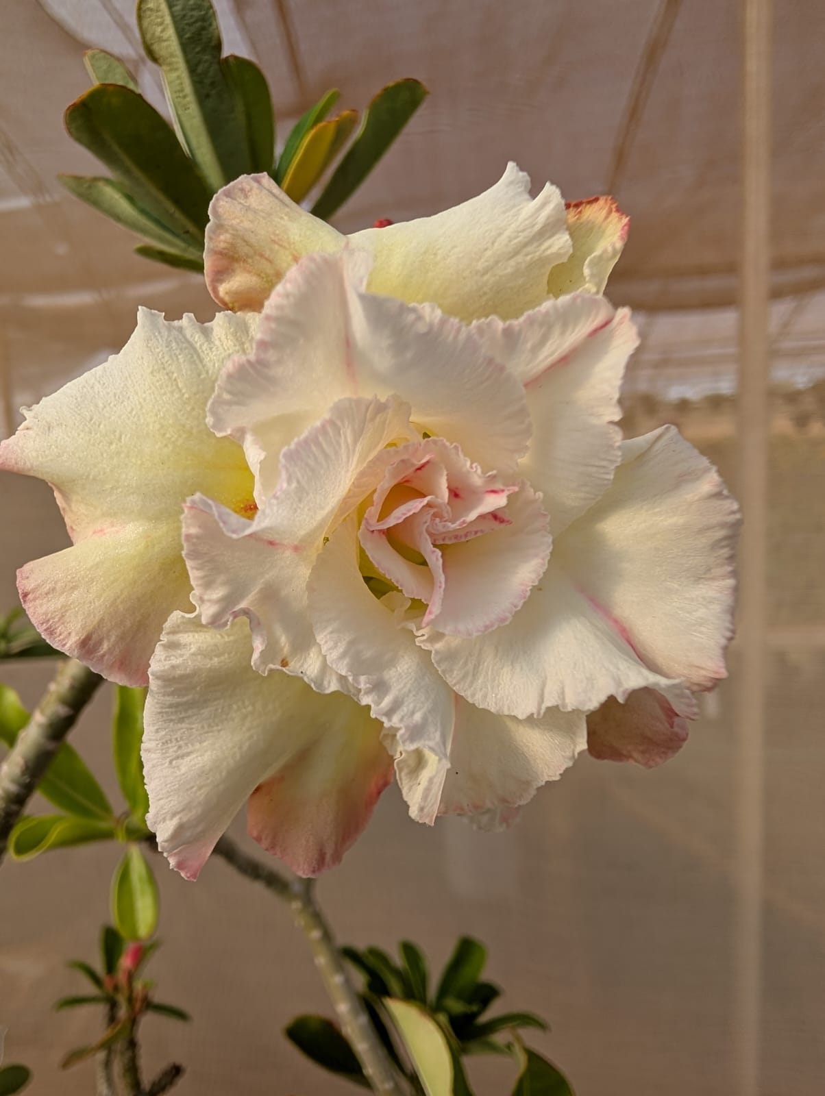 ROSA DO DESERTO BIG WHITE | MULTIPÉTALAS - Apolonia Grade