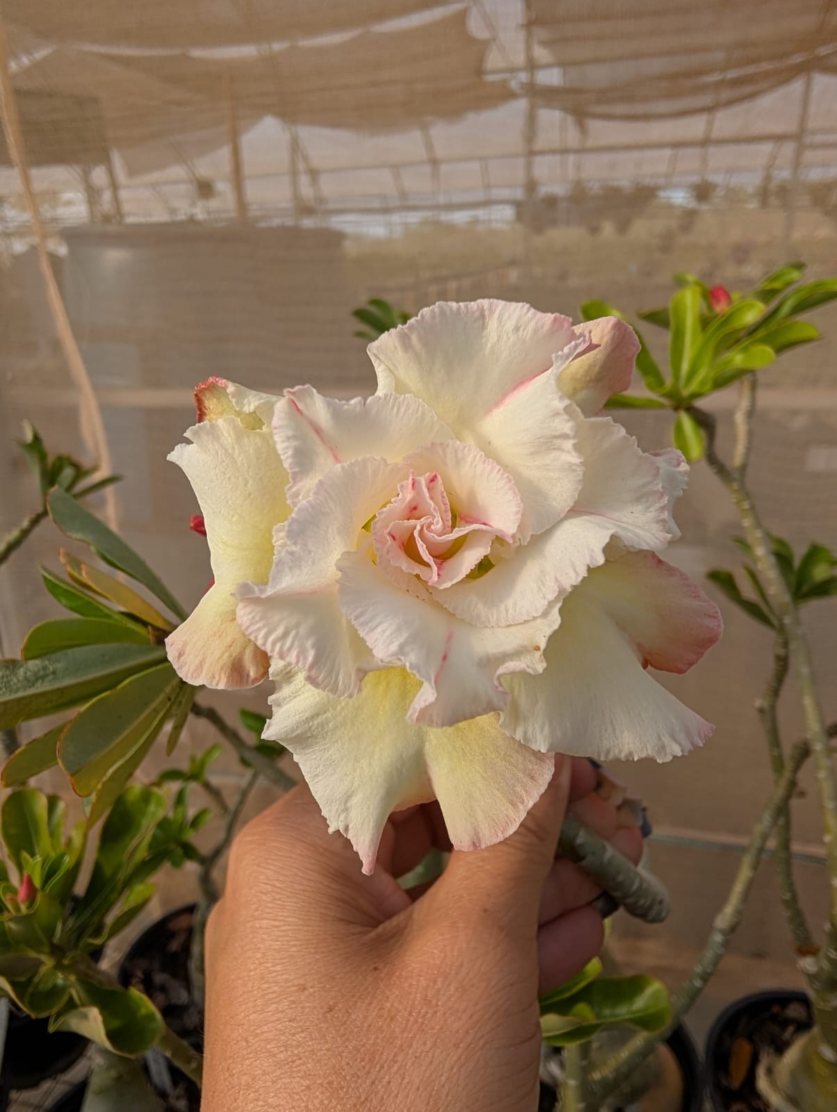 ROSA DO DESERTO BIG WHITE | MULTIPÉTALAS - Apolonia Grade
