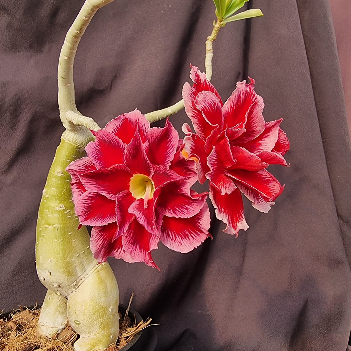 ROSA DO DESERTO BLUE MOON | DOBRADA - Apolonia Grade