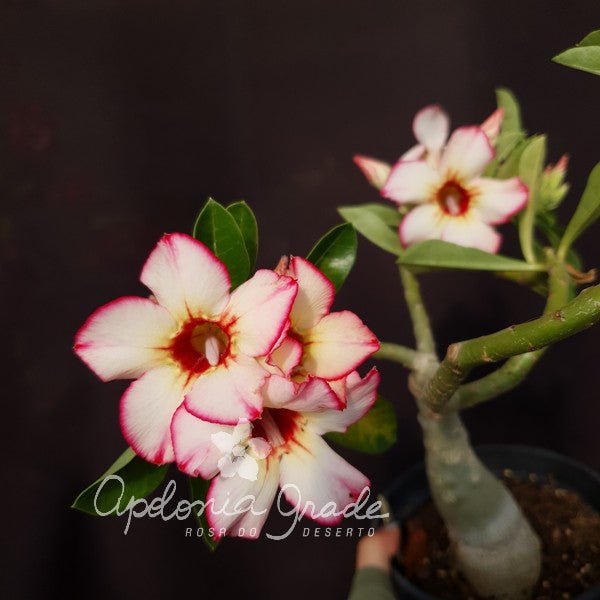 ROSA DO DESERTO BOUQUET AQUARELA | SINGELA - Apolonia Grade