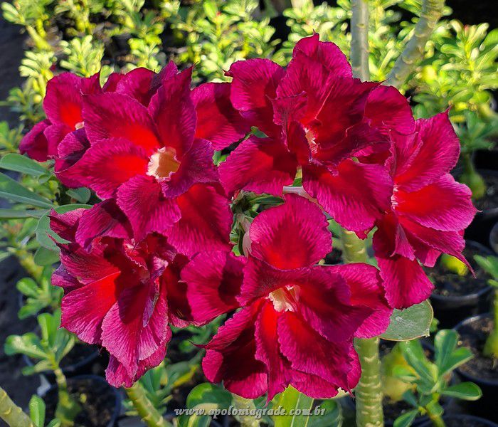 ROSA DO DESERTO BOUQUET RED PURPLE | DOBRADA - Apolonia Grade