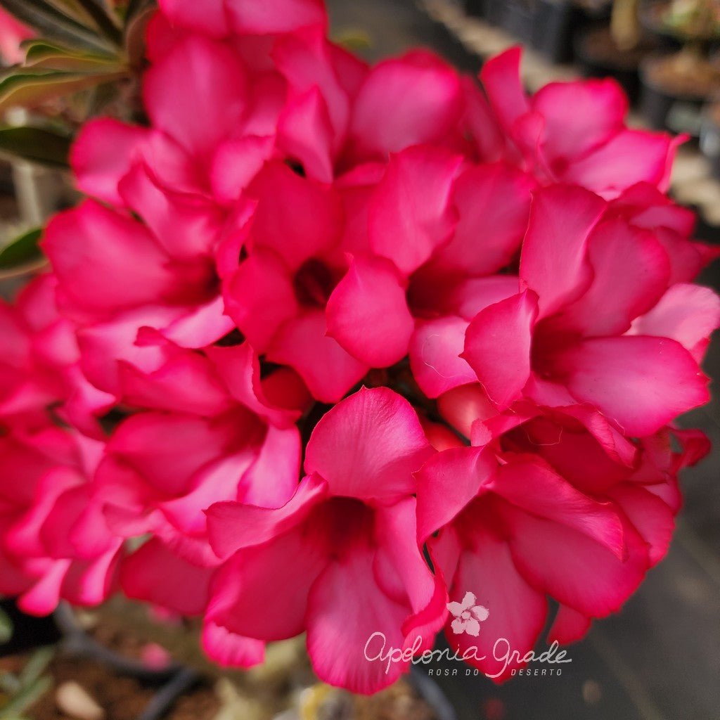 ROSA DO DESERTO BOUQUET ROMANTICO | SINGELA - Apolonia Grade