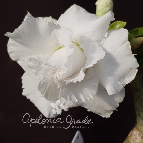 ROSA DO DESERTO BRANCA SUPREME | MULTIPÉTALAS - Apolonia Grade