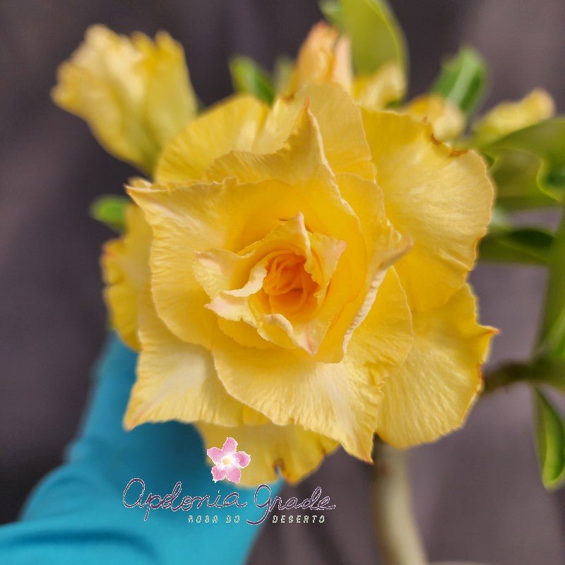 ROSA DO DESERTO BRIANNA (da Izaurina) FILHA DE BRIDAL | MULTIPÉTALAS - Apolonia Grade