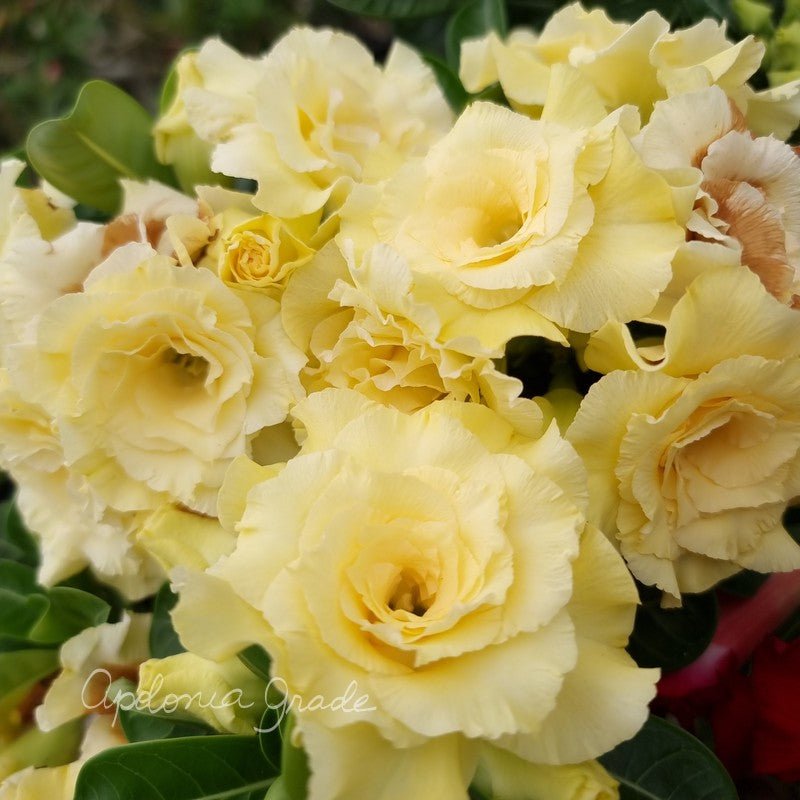 ROSA DO DESERTO BRIDAL BOUQUET | MULTIPÉTALAS - Apolonia Grade