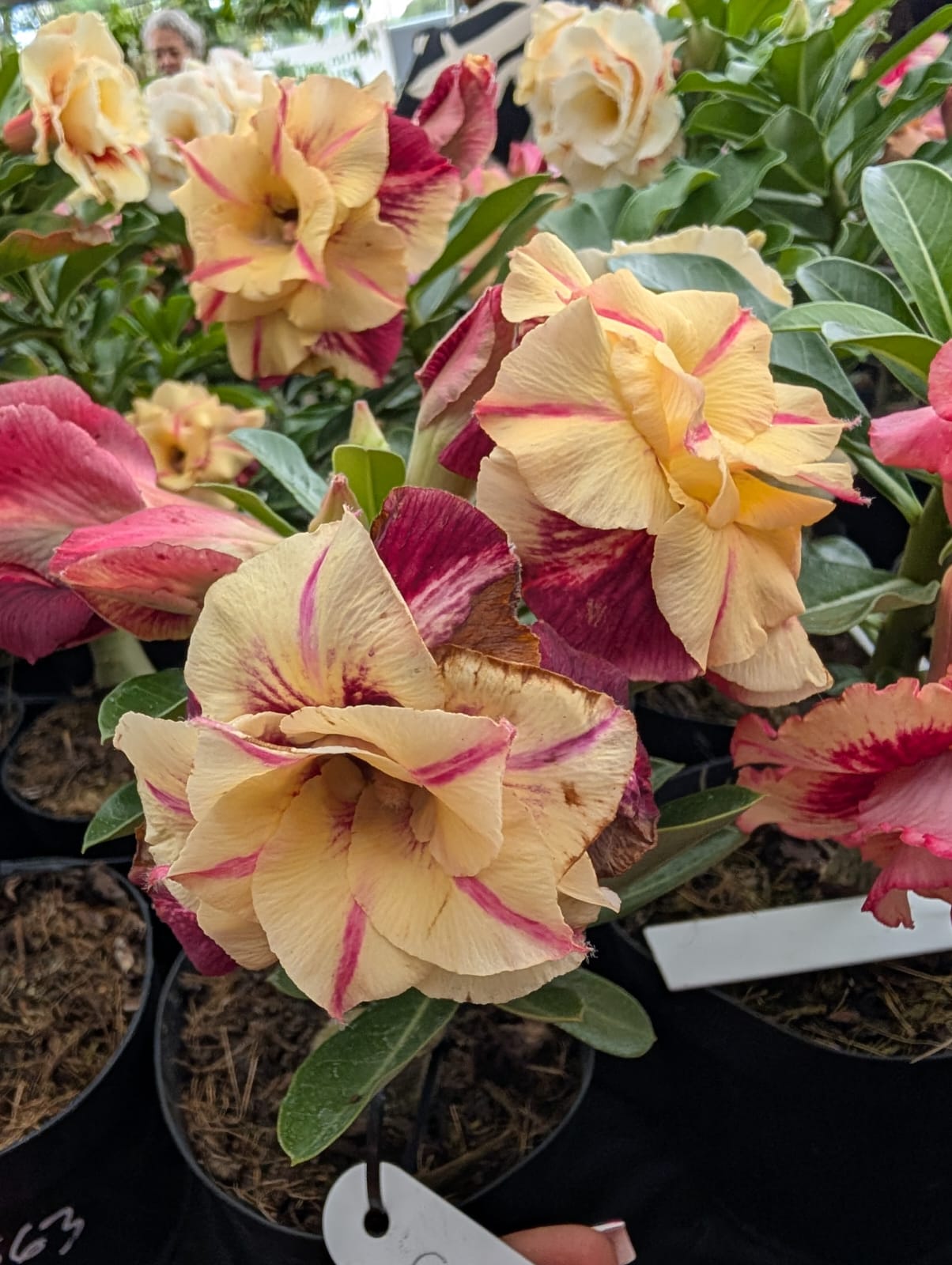 ROSA DO DESERTO CANAN 1 | AMARELA COM VERMELHO MULTIPÉTALAS - Apolonia Grade