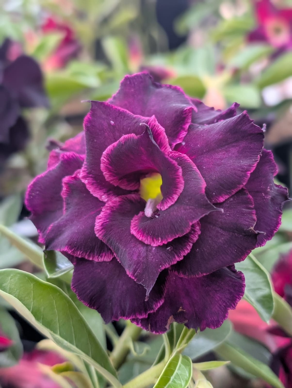 ROSA DO DESERTO Canan102 | NEGRA | MULTIPÉTALAS COM BORDAS NEON - Apolonia Grade