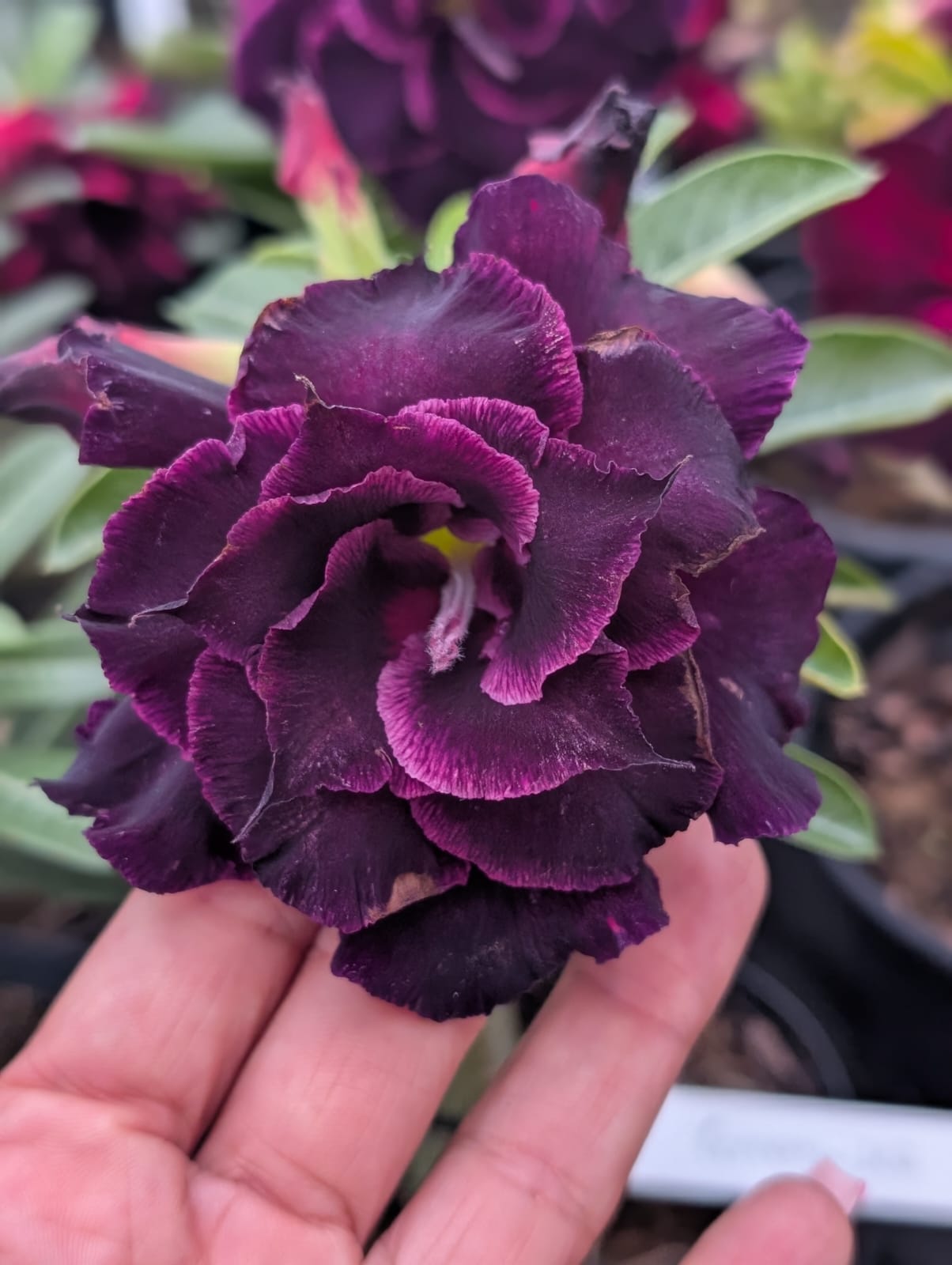 ROSA DO DESERTO Canan102 | NEGRA | MULTIPÉTALAS COM BORDAS NEON - Apolonia Grade