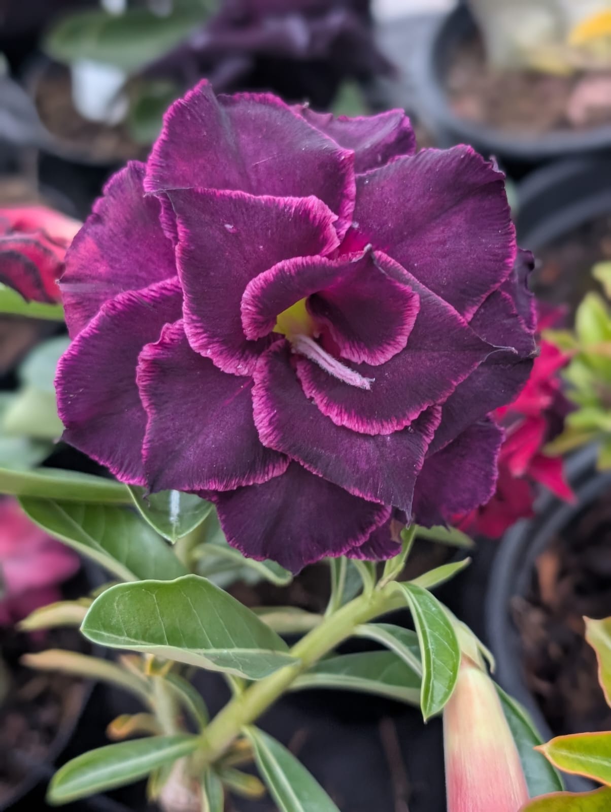ROSA DO DESERTO Canan102 | NEGRA | MULTIPÉTALAS COM BORDAS NEON - Apolonia Grade