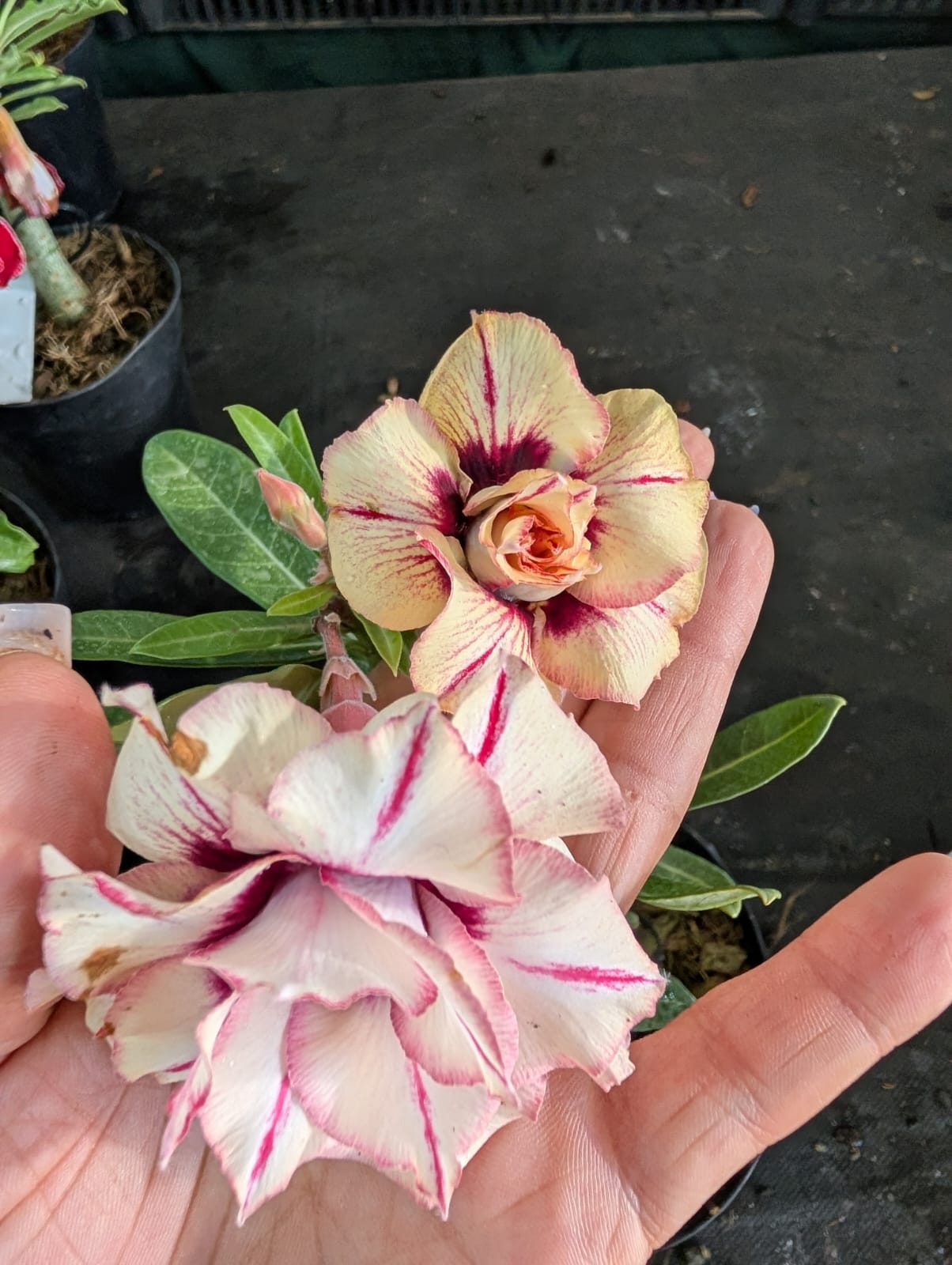 ROSA DO DESERTO CARIJÓ AMARELINHA| LK 528 | MULTIPÉTALAS - Apolonia Grade