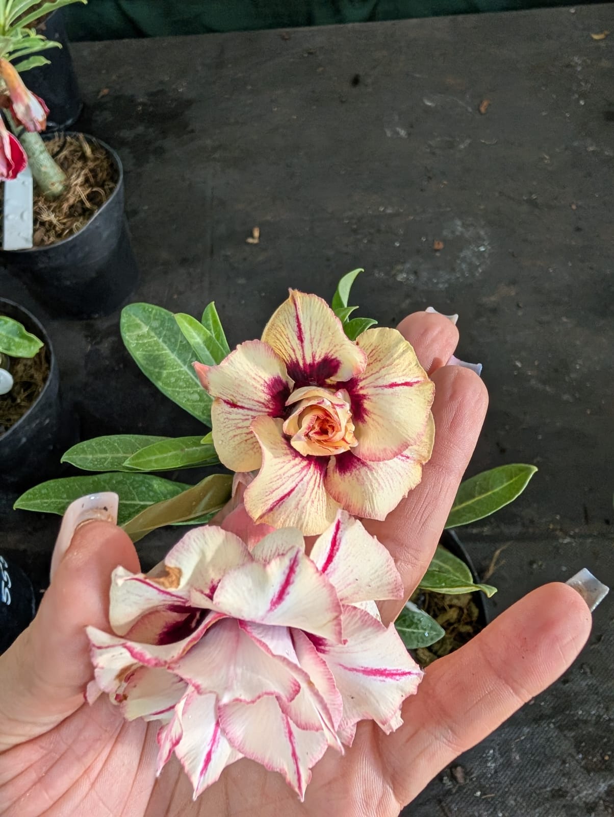 ROSA DO DESERTO CARIJÓ AMARELINHA| LK 528 | MULTIPÉTALAS - Apolonia Grade