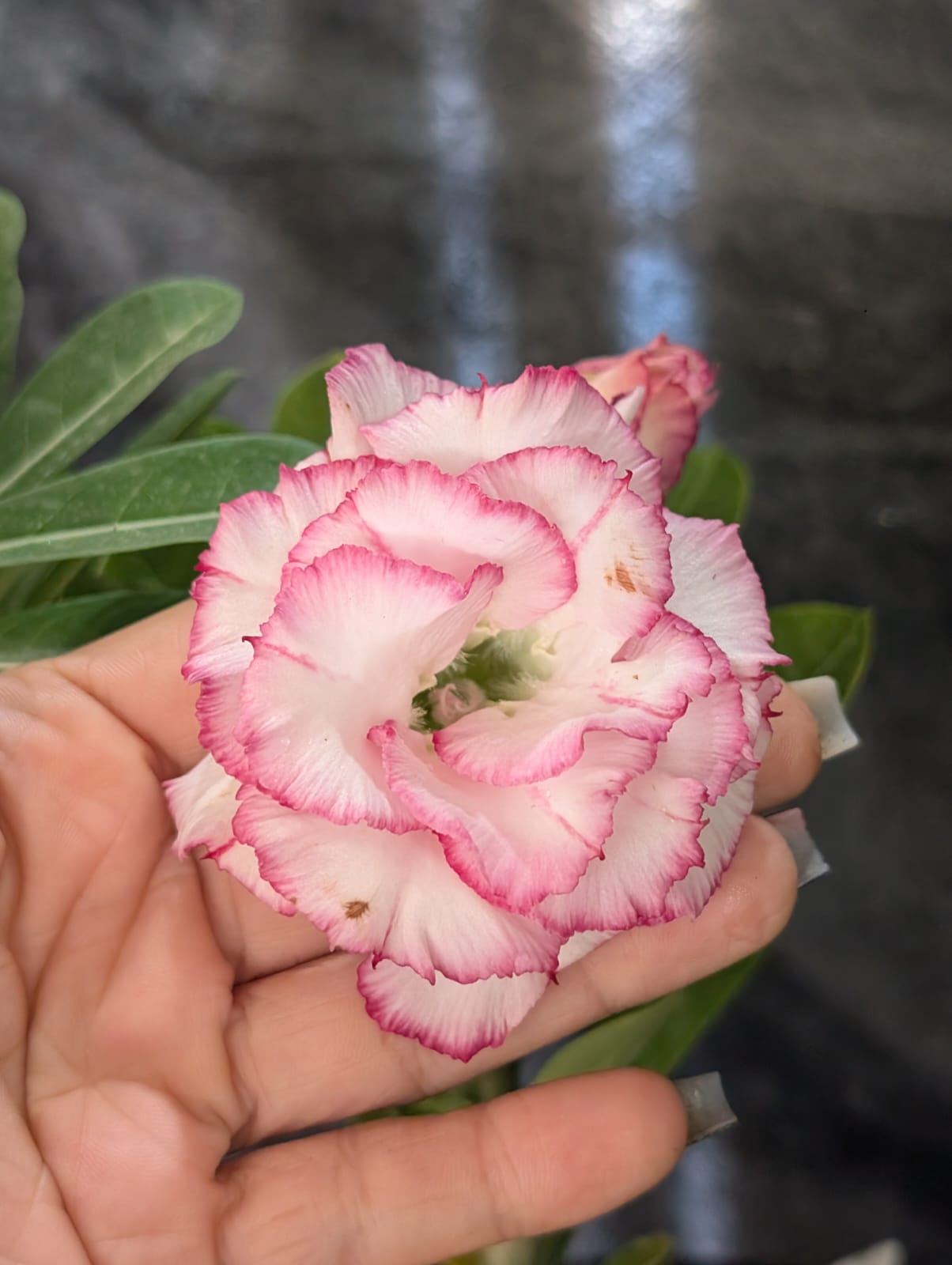 ROSA DO DESERTO CARNATION | MULTIPÉTALAS - Apolonia Grade