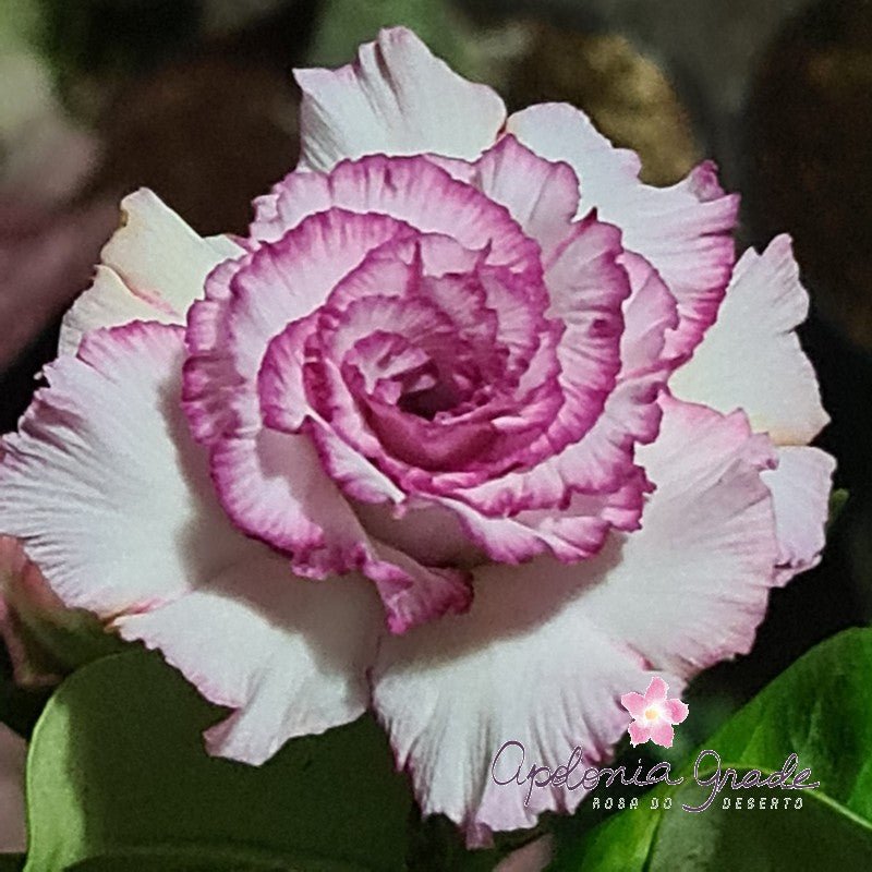 ROSA DO DESERTO CARNATION | MULTIPÉTALAS - Apolonia Grade