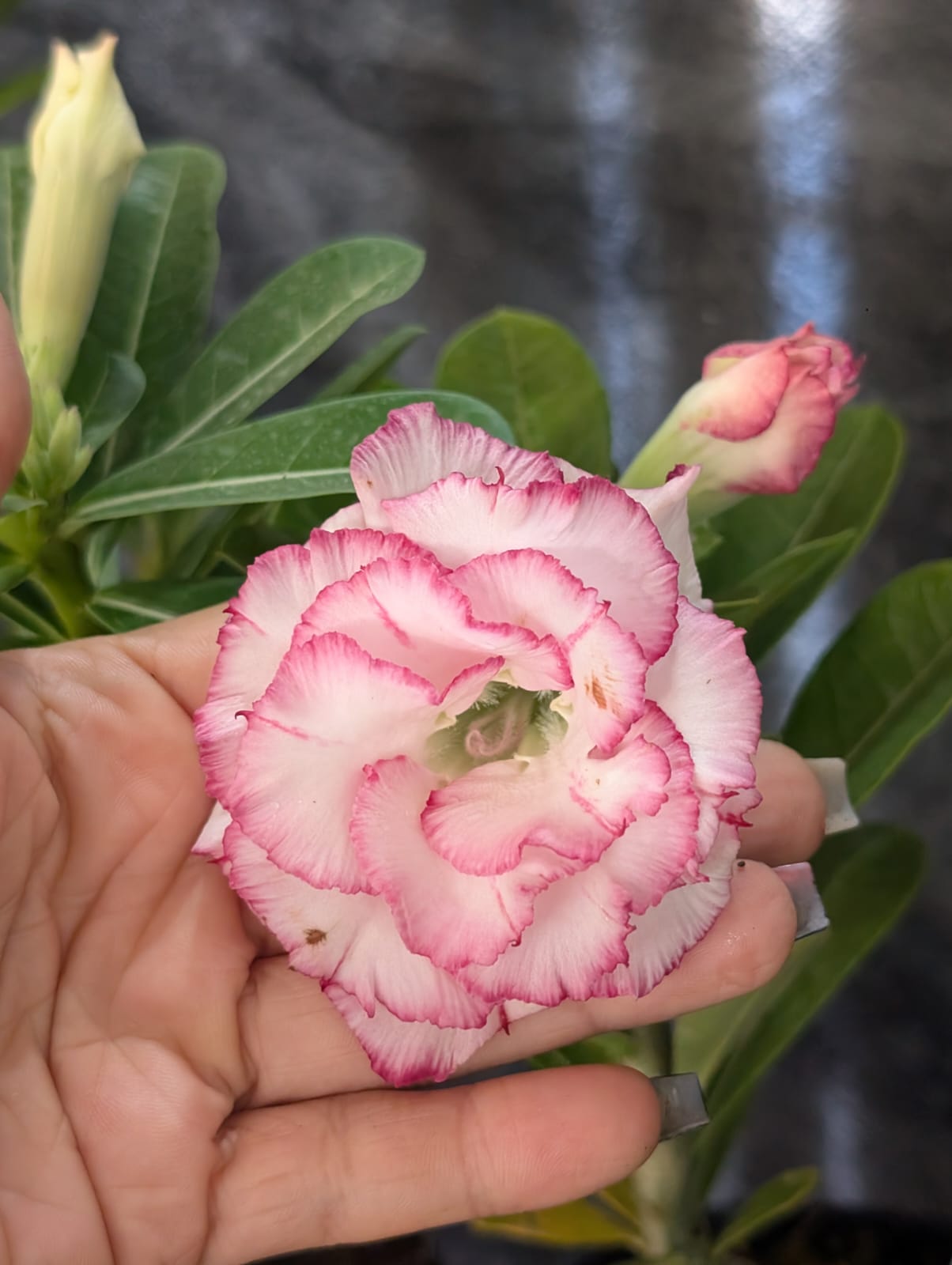 ROSA DO DESERTO CARNATION | MULTIPÉTALAS - Apolonia Grade