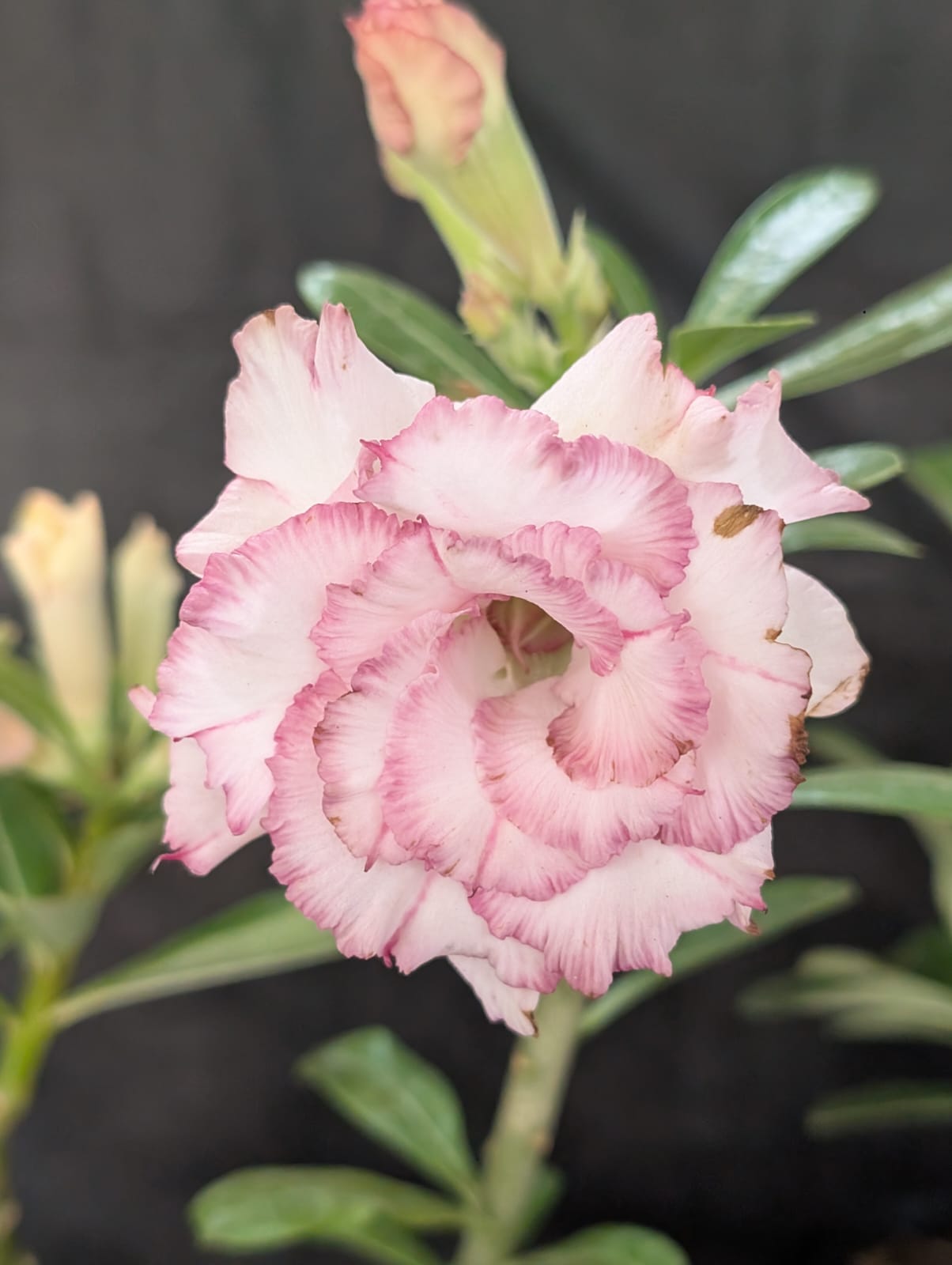 ROSA DO DESERTO CARNATION | MULTIPÉTALAS - Apolonia Grade