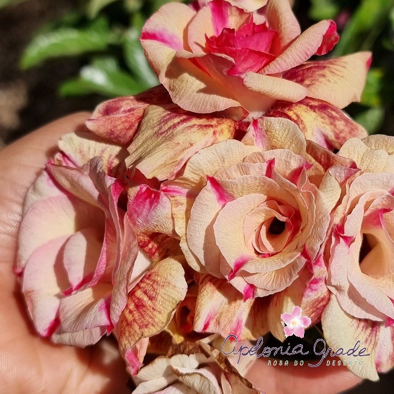 ROSA DO DESERTO CHOCOLATE | MULTIPÉTALAS - Apolonia Grade