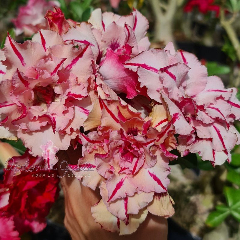ROSA DO DESERTO CORAL QUINTA DIMENSÃO | PERFUMADA | MULTIPÉTALAS - Apolonia Grade