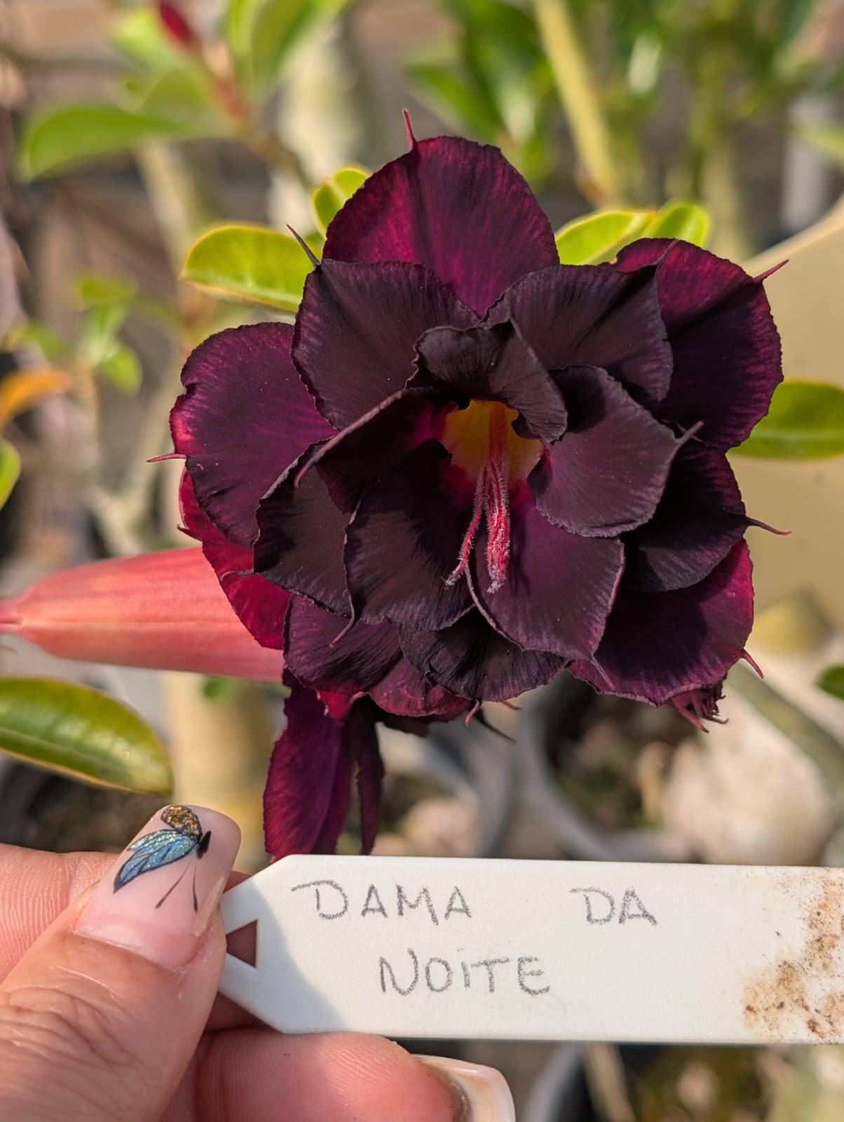 ROSA DO DESERTO DAMA DA NOITE | MULTIPÉTALAS - Apolonia Grade