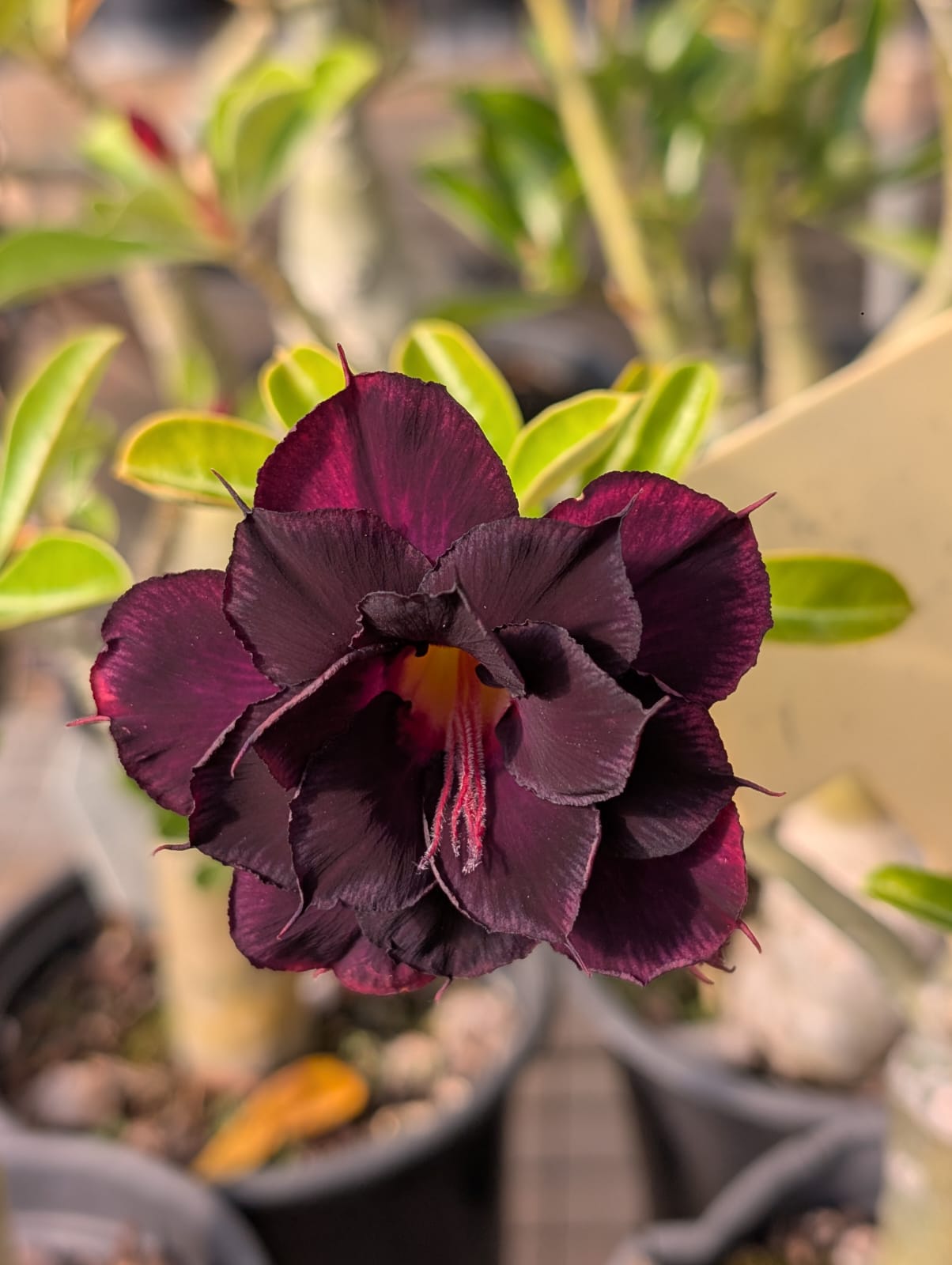 ROSA DO DESERTO DAMA DA NOITE | MULTIPÉTALAS - Apolonia Grade