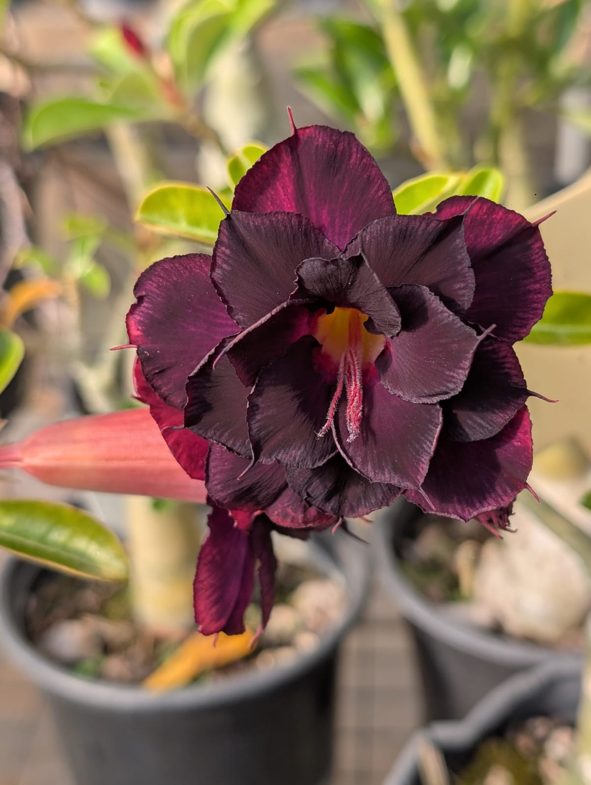 ROSA DO DESERTO DAMA DA NOITE | MULTIPÉTALAS - Apolonia Grade