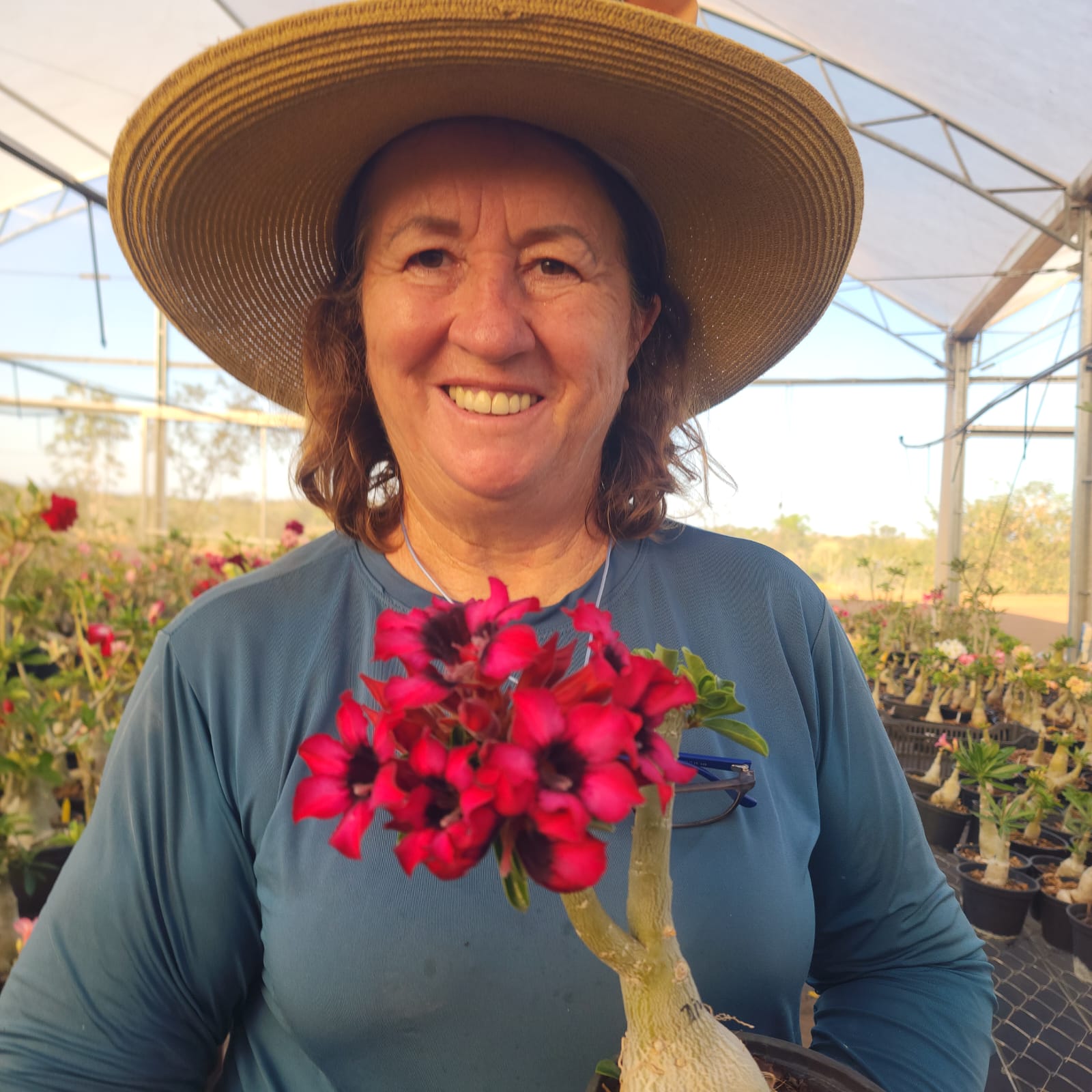 ROSA DO DESERTO DIVA VERMELHA | SINGELA - Apolonia Grade