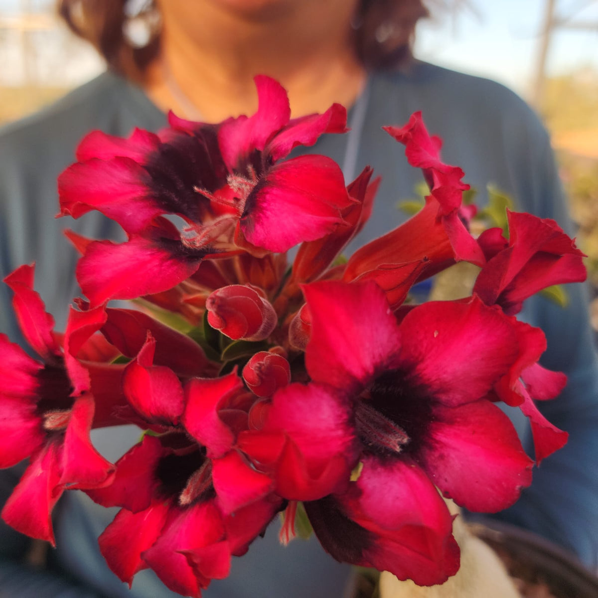 ROSA DO DESERTO DIVA VERMELHA | SINGELA - Apolonia Grade