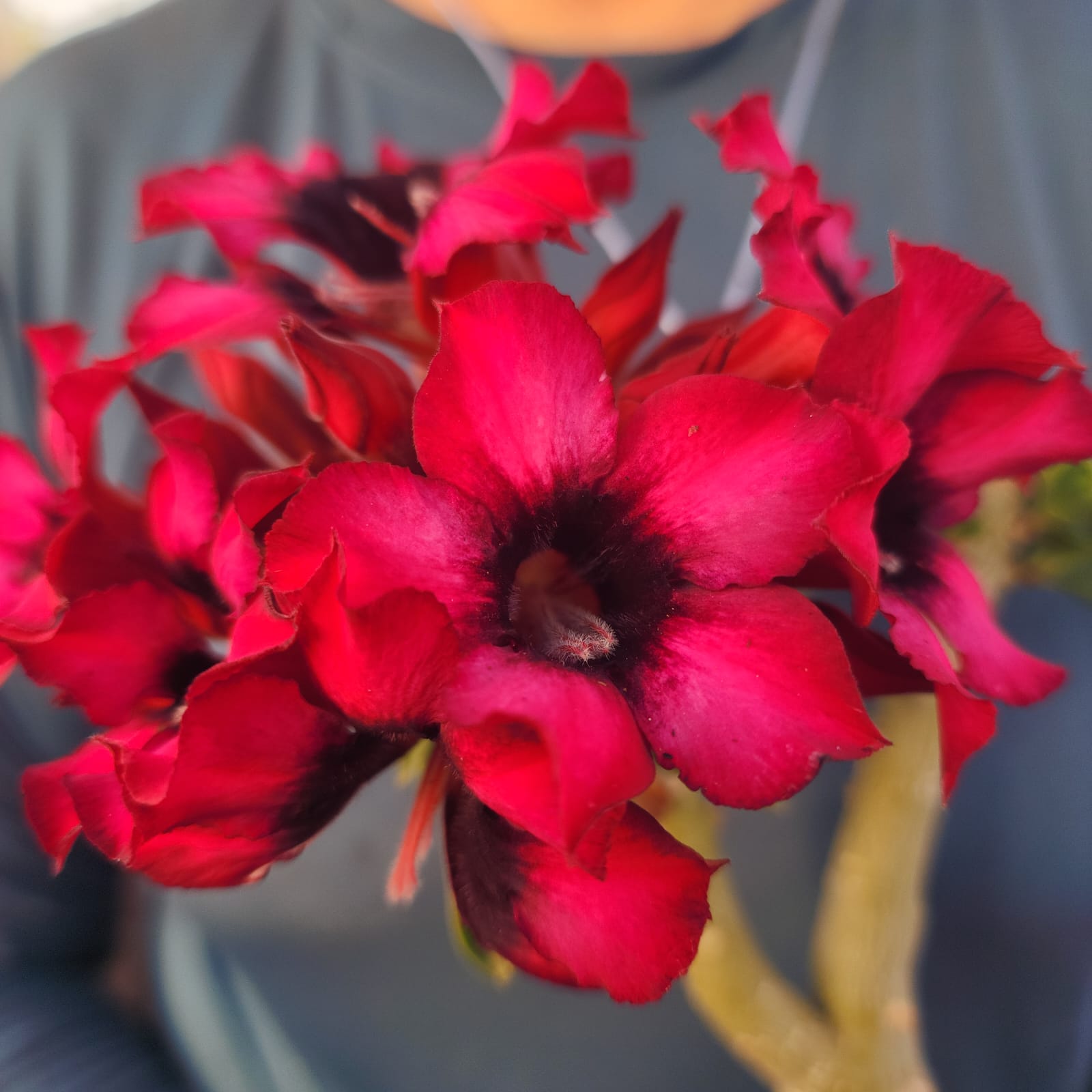 ROSA DO DESERTO DIVA VERMELHA | SINGELA - Apolonia Grade
