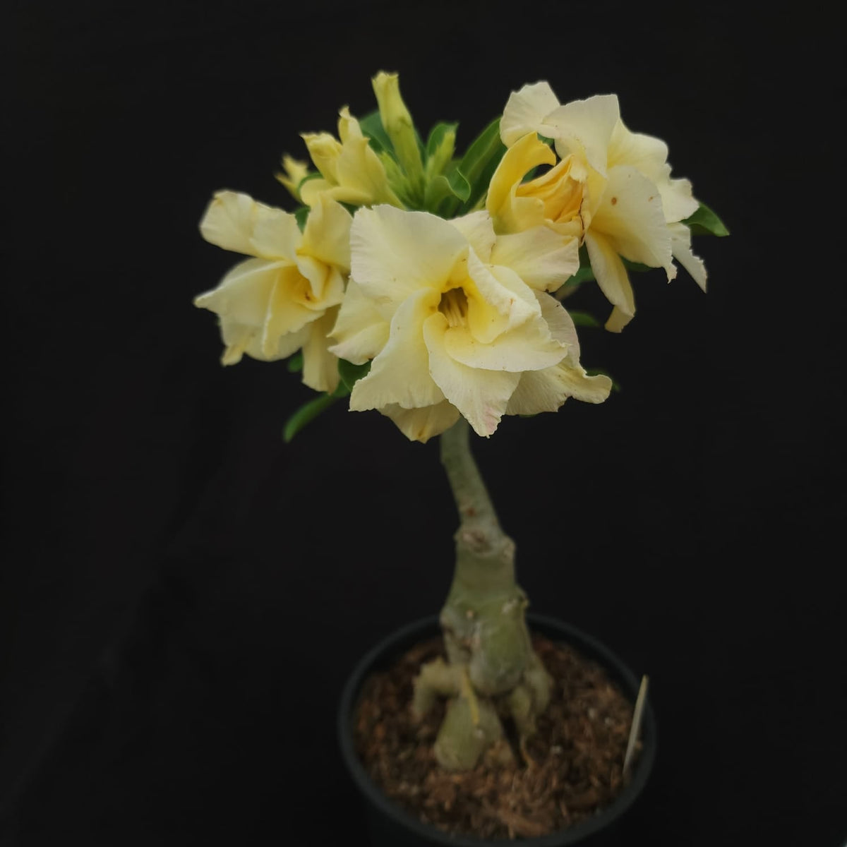 ROSA DO DESERTO EXCLUSIVA L-121 | SOFT YELLOW | 1 ENXERTO - Apolonia Grade