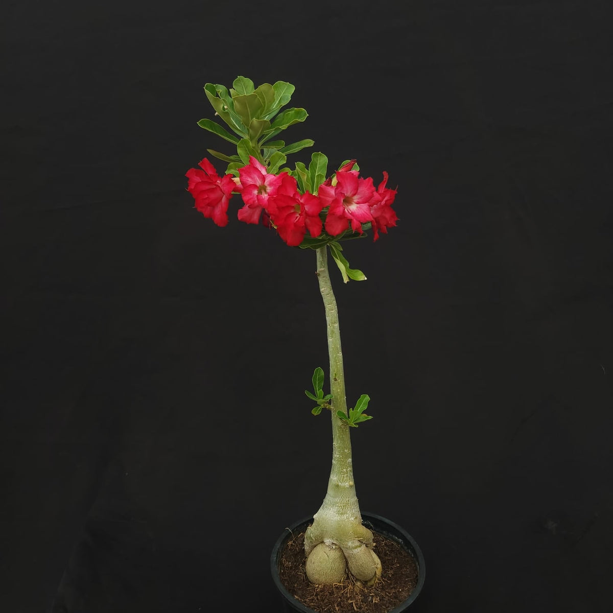ROSA DO DESERTO EXCLUSIVA L-122 | ANACONDA | - Apolonia Grade