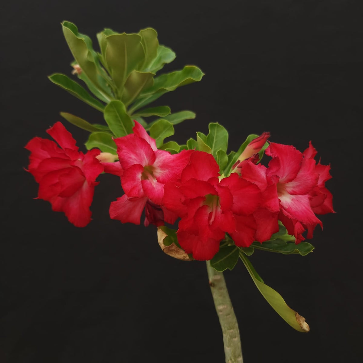 ROSA DO DESERTO EXCLUSIVA L-122 | ANACONDA | - Apolonia Grade