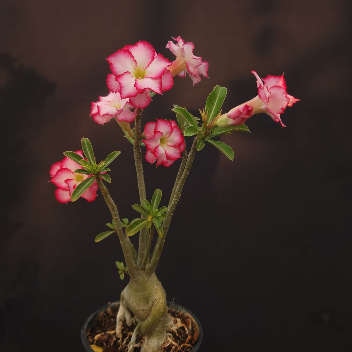 ROSA DO DESERTO EXCLUSIVA L-123 | SEMENTEIRA | - Apolonia Grade