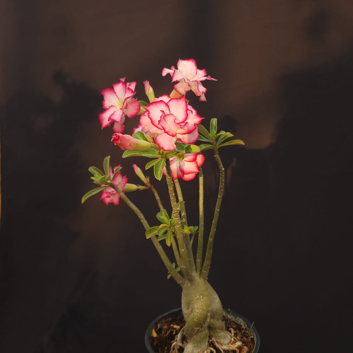 ROSA DO DESERTO EXCLUSIVA L-123 | SEMENTEIRA | - Apolonia Grade