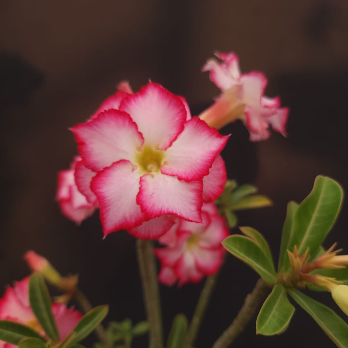 ROSA DO DESERTO EXCLUSIVA L-123 | SEMENTEIRA | - Apolonia Grade