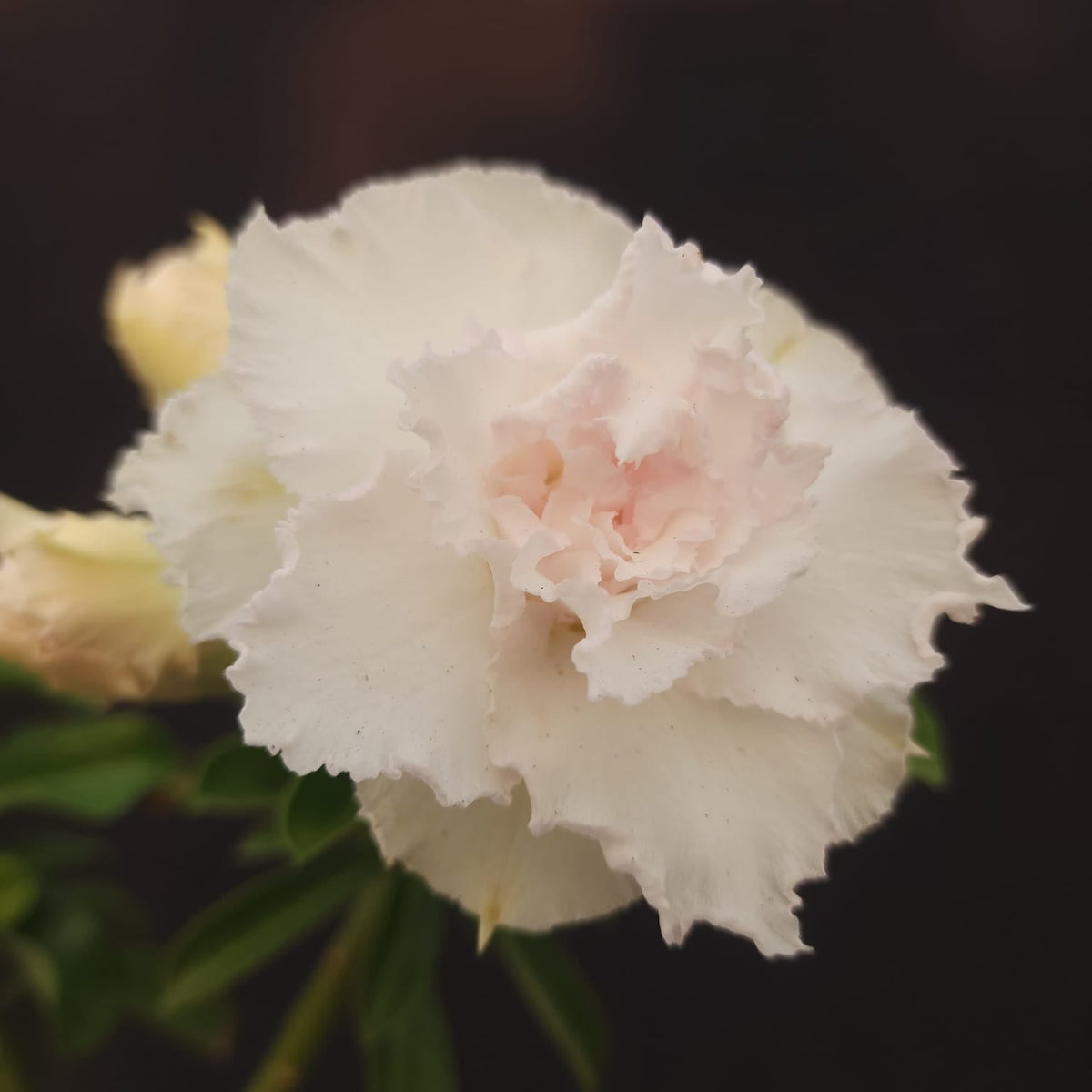 ROSA DO DESERTO EXCLUSIVA L-125 | LK 202 | 1 ENXERTO - Apolonia Grade