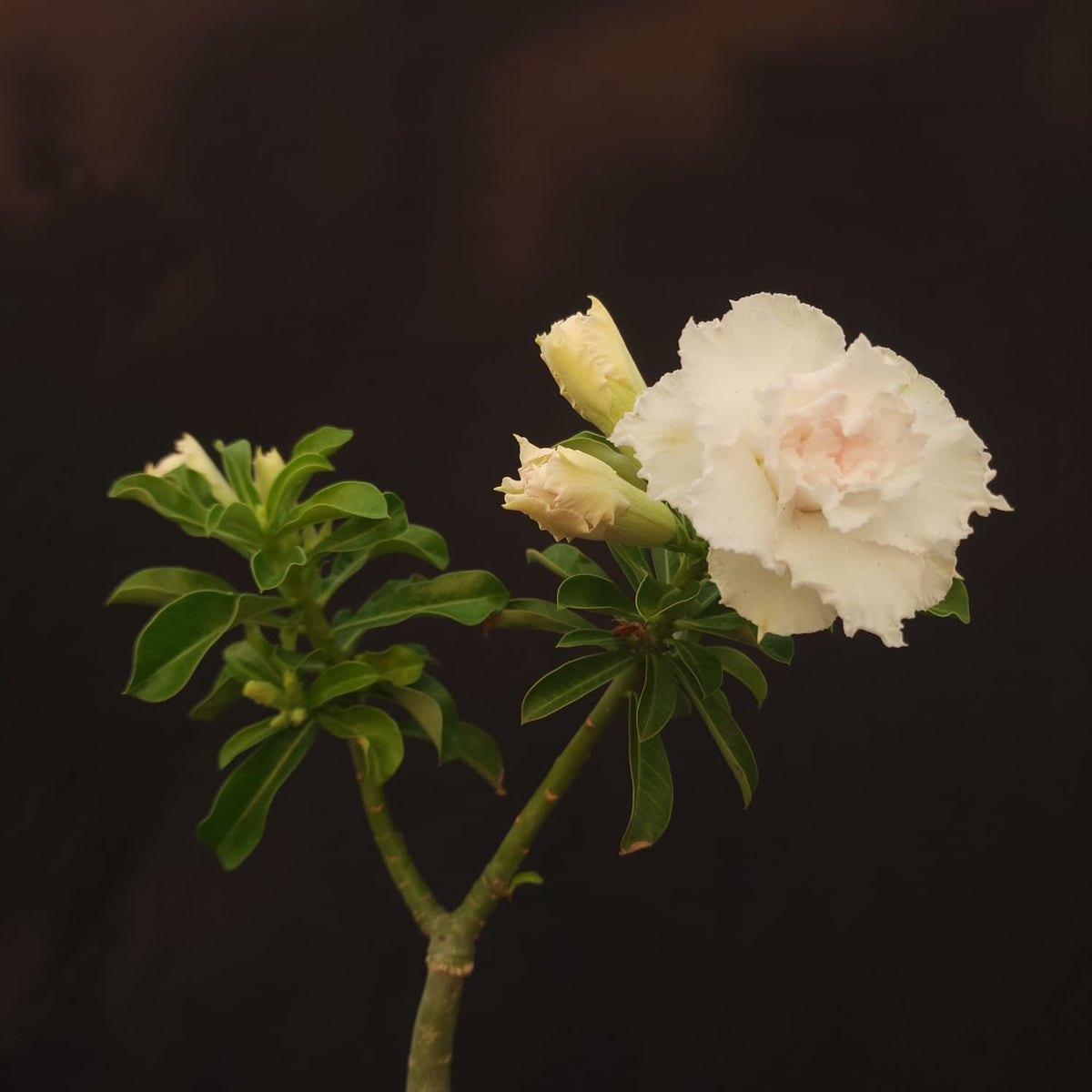 ROSA DO DESERTO EXCLUSIVA L-125 | LK 202 | 1 ENXERTO - Apolonia Grade