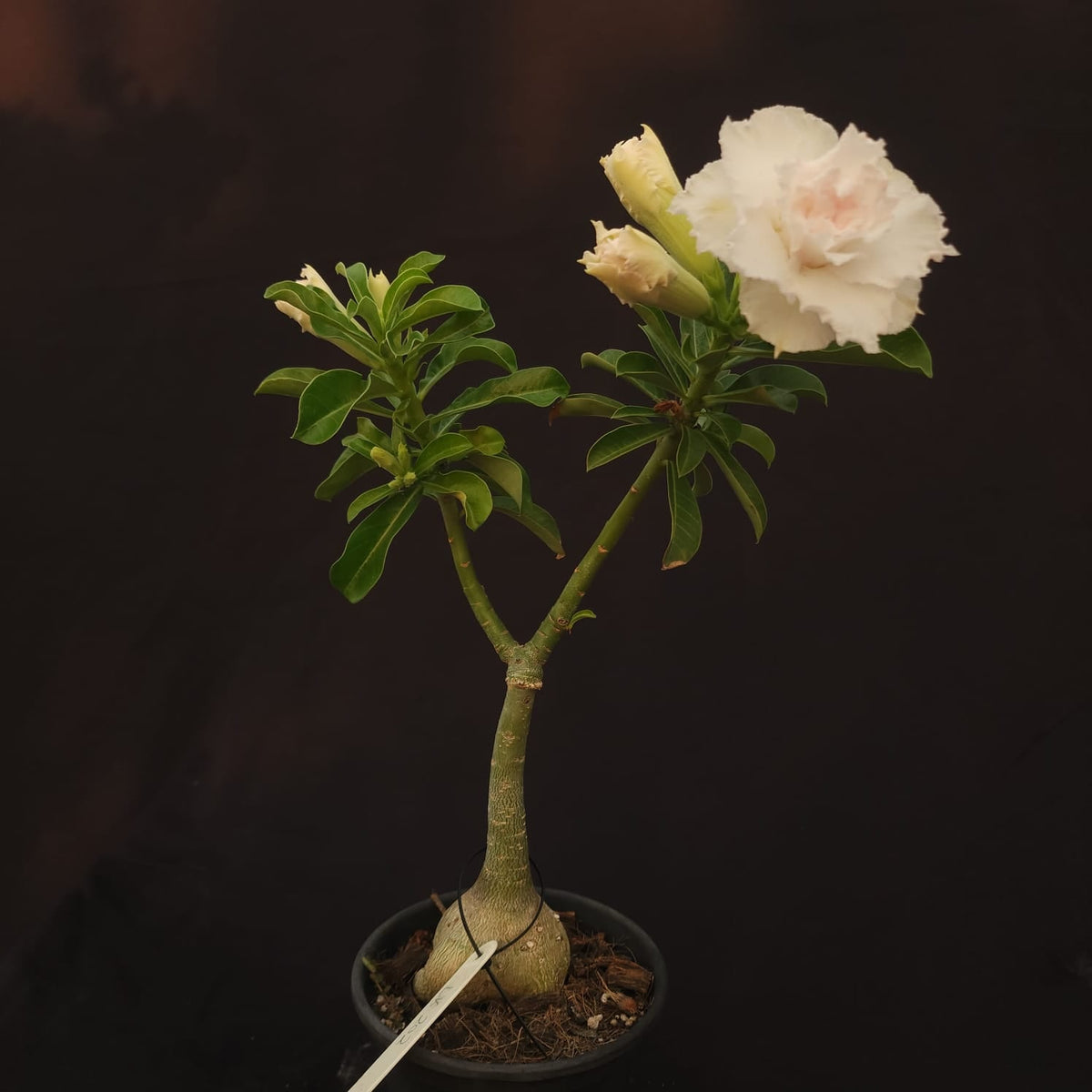 ROSA DO DESERTO EXCLUSIVA L-125 | LK 202 | 1 ENXERTO - Apolonia Grade