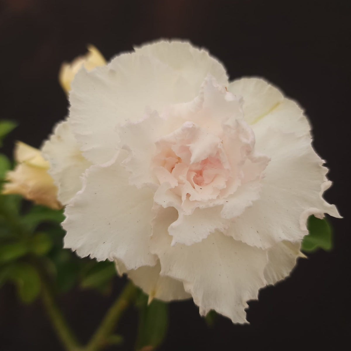ROSA DO DESERTO EXCLUSIVA L-125 | LK 202 | 1 ENXERTO - Apolonia Grade