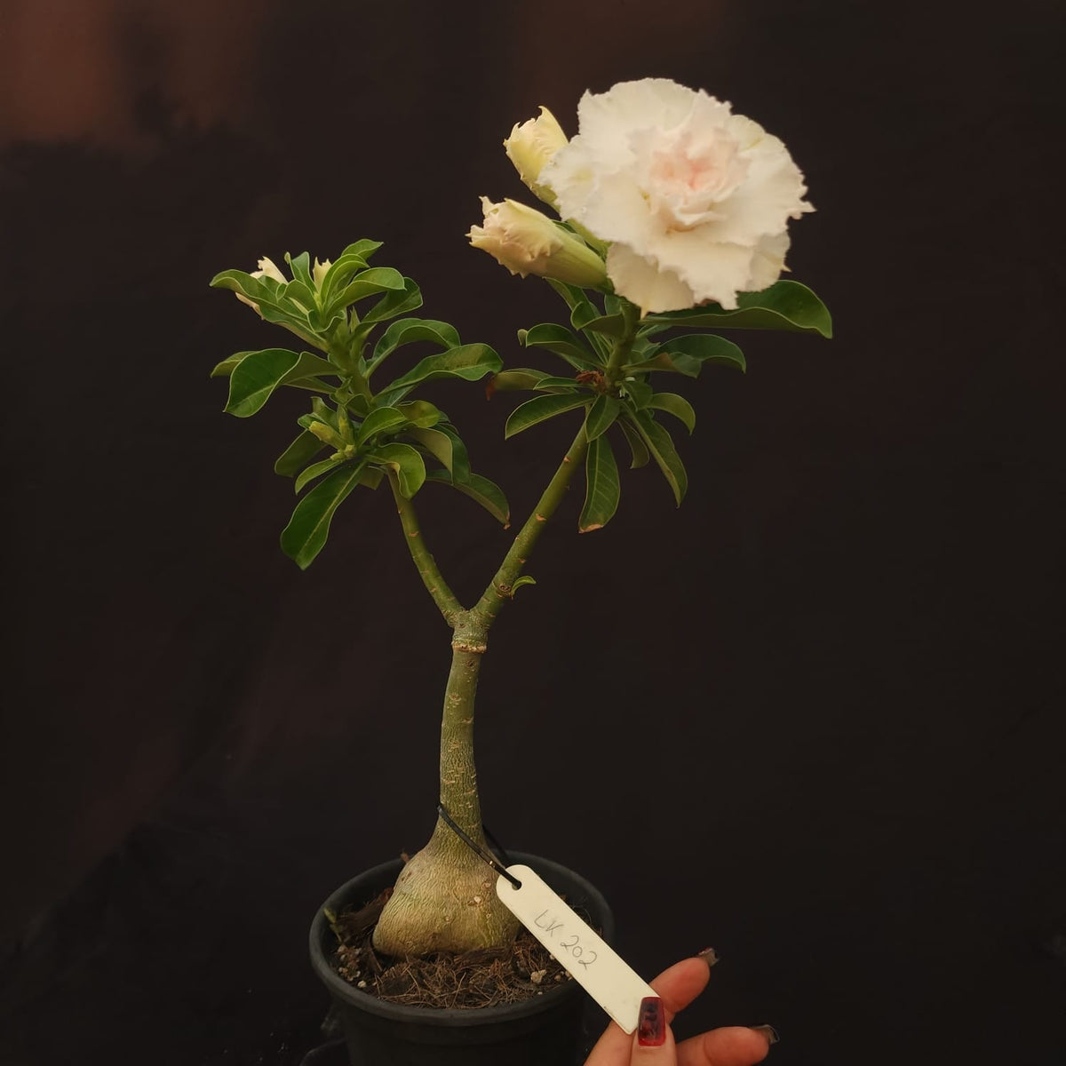 ROSA DO DESERTO EXCLUSIVA L-125 | LK 202 | 1 ENXERTO - Apolonia Grade