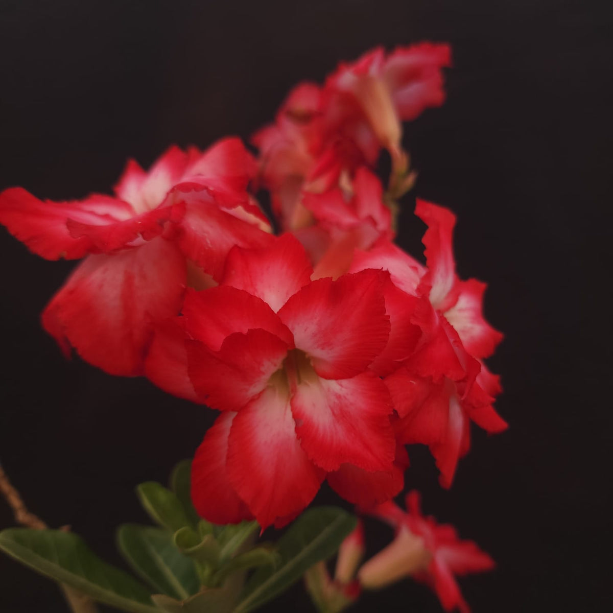 ROSA DO DESERTO EXCLUSIVA L-126 | SEMENTEIRA | DOBRADA - Apolonia Grade